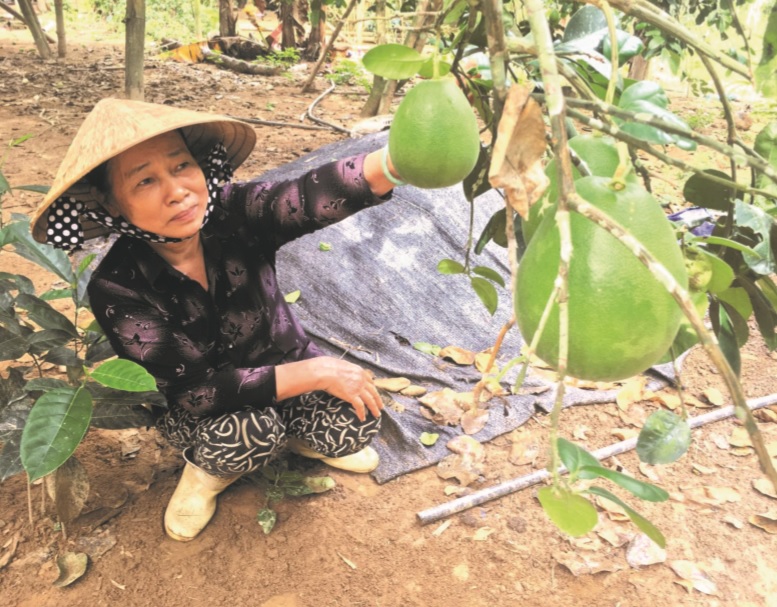 Phù hợp với khí hậu, thổ nhưỡng, cây bưởi đang mang lại thu nhập cho người dân Sơn Bua.