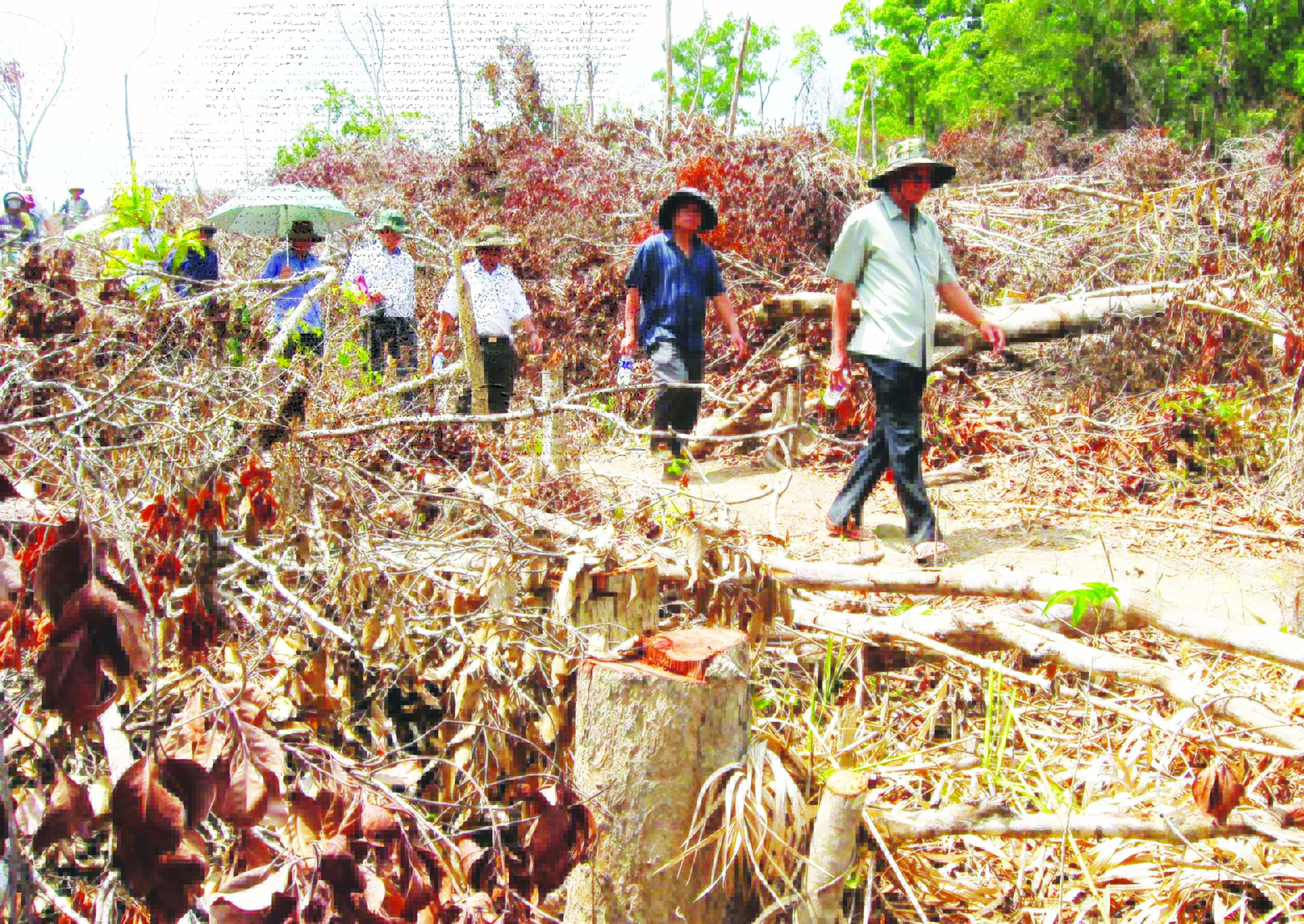 Do công tác quản lý, bảo vệ còn nhiều bất cập, rừng Phú Yên vẫn tiếp tục “chảy máu” (Trong ảnh, một vụ phá rừng lớn ở Phú Yên được phát hiện thời gian qua).