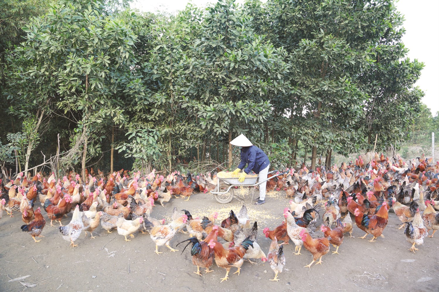 Mô hình nuôi gà của gia đình ông Khoàng Văn Né đem lại thu nhập cao