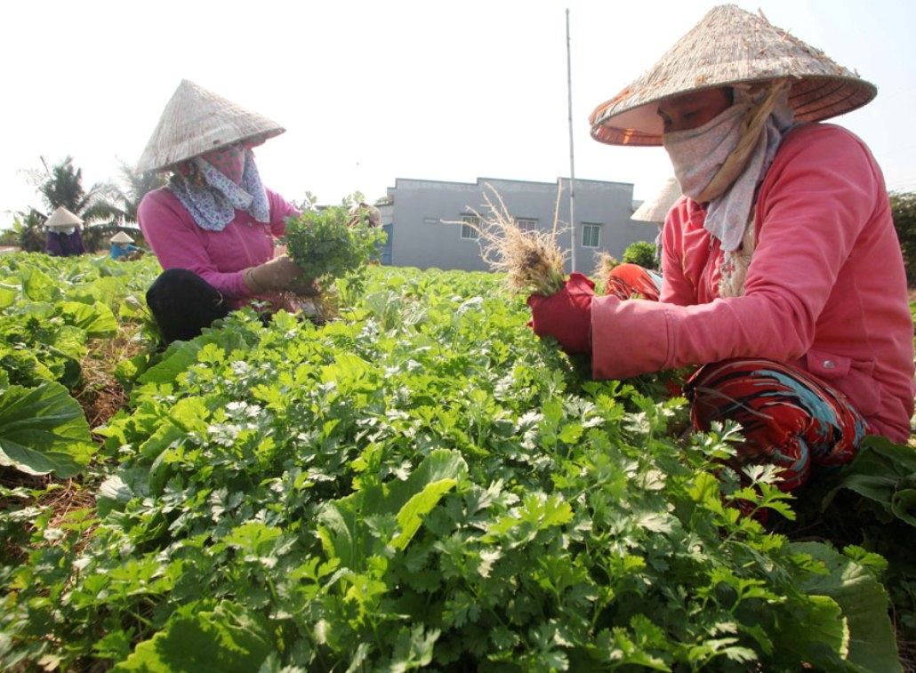 Từ nguồn vốn hỗ trợ phát triển sản xuất, chị Thạch Sà Rươl ấp Tâm Kiên (xã Đại Tâm) thực hiện mô hình trồng hẹ chuyên canh cho thu nhập ổn định và đã thoát nghèo
