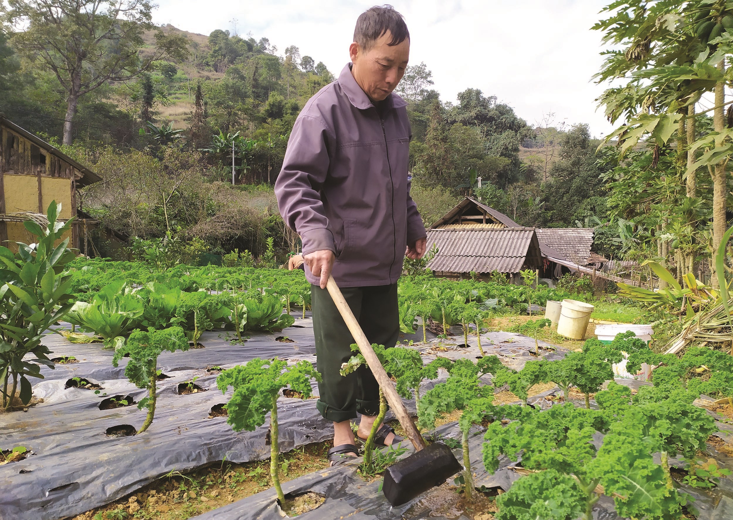 Ông Vù Seo Dế chăm sóc vườn rau cải xoăn của gia đình