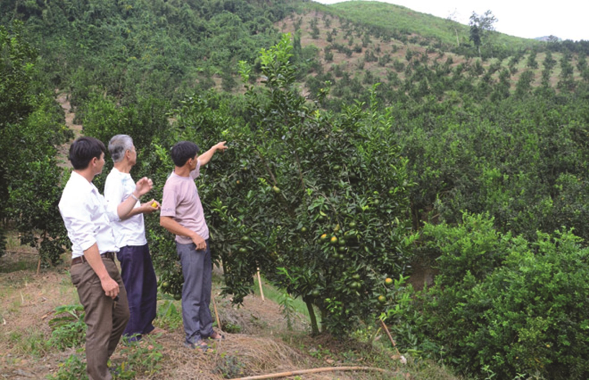 Vùng trồng cam theo tiêu chuẩn VietGAP tại thôn 1 Thuốc Thượng, xã Tân Thành, huyện Hàm Yên (Tuyên Quang)