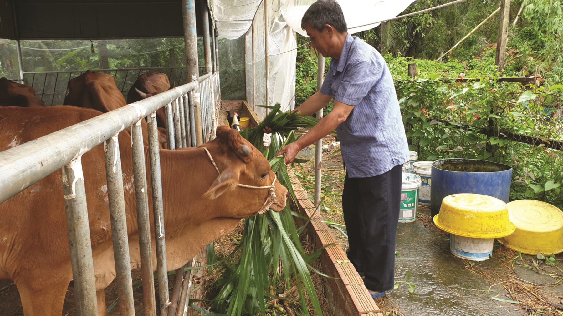 Mô hình nuôi bò đã giúp gia đình ông Tạo có lợi nhuận cao. 