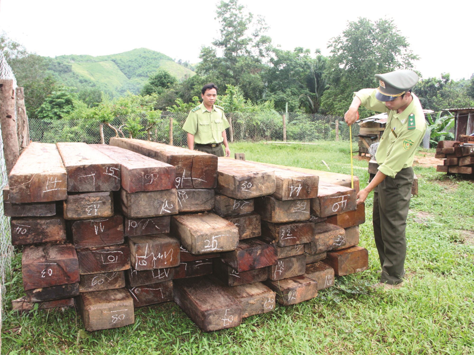 Lực lượng chức năng Khánh Hòa thu giữ gỗ trái phép.