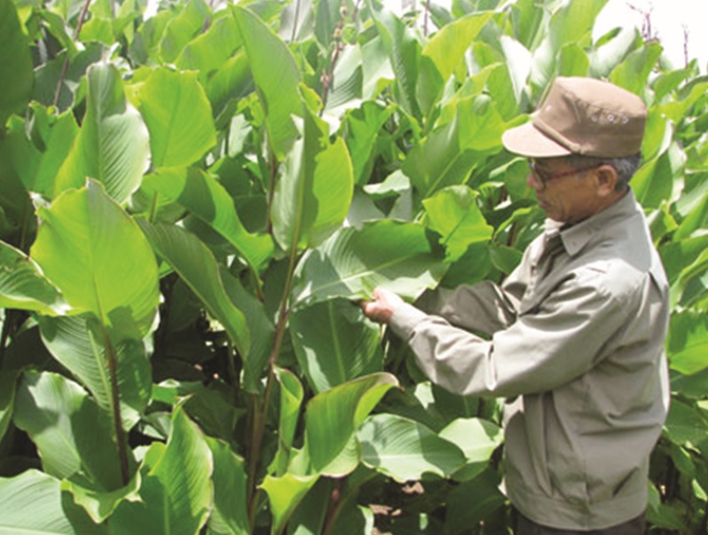 Mô hình trồng cây dong riềng tại xã Côn Minh, huyện Na Rì (Bắc Kạn) giúp nông dân xóa nghèo. 