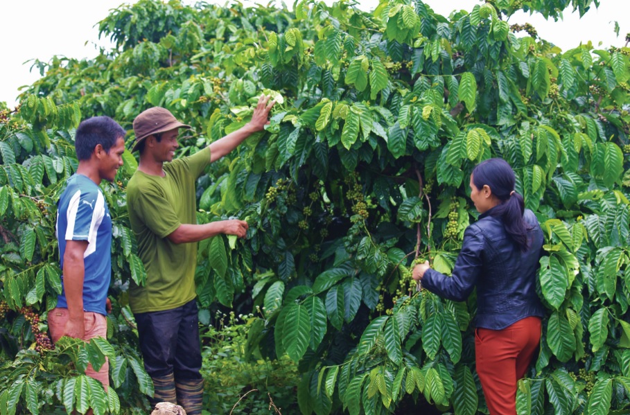 Mô hình trồng cà phê gây quỹ của người dân làng Dơk Rơng.