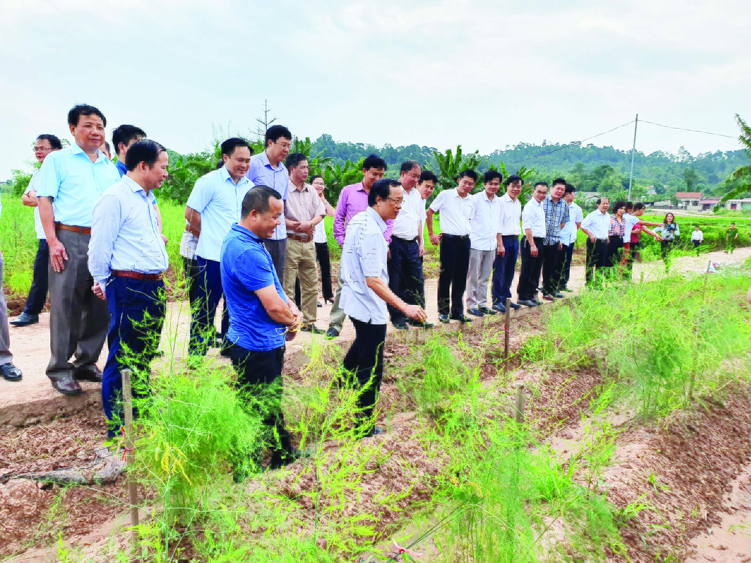 Ông Phạm Ngọc Thưởng, Chủ tịch tỉnh Lạng Sơn (người thứ 2 hàng thứ nhất từ trái qua) thăm mô hình măng tây sạch của ĐVTN huyện Lộc Bình. 
