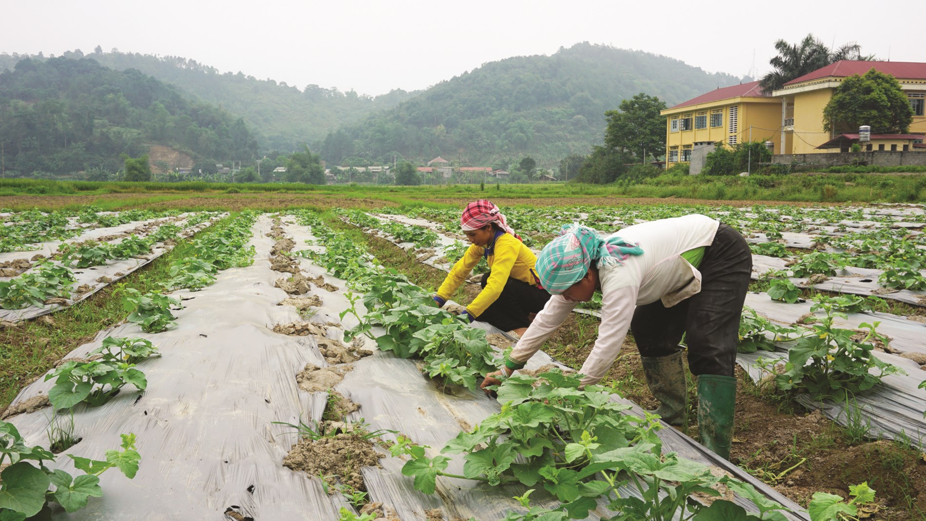 Nông dân xã Quang Kim, huyện Bát Xát áp dụng công nghệ cao vào trồng dưa lê lai mang lại hiệu quả cao.