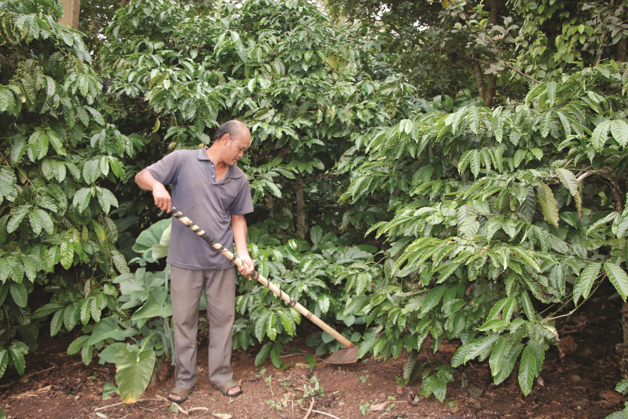Ông Y Tuyên Bkrông chăm sóc vườn cà phê xen cây ăn trái.