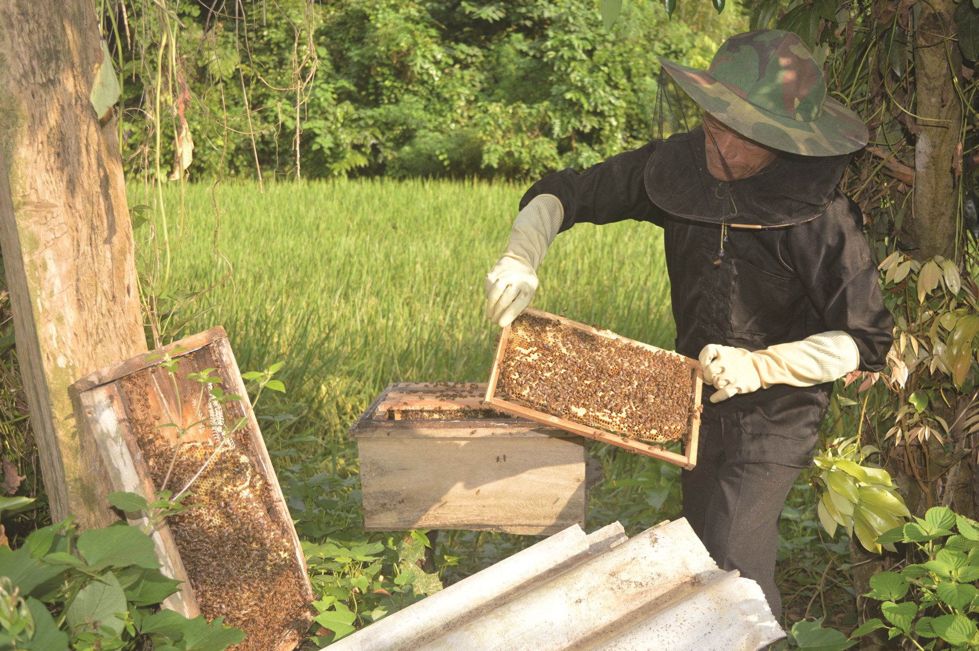 Ông Dương Minh Tọa kiểm tra đõ ong để chuẩn bị lấy mật.