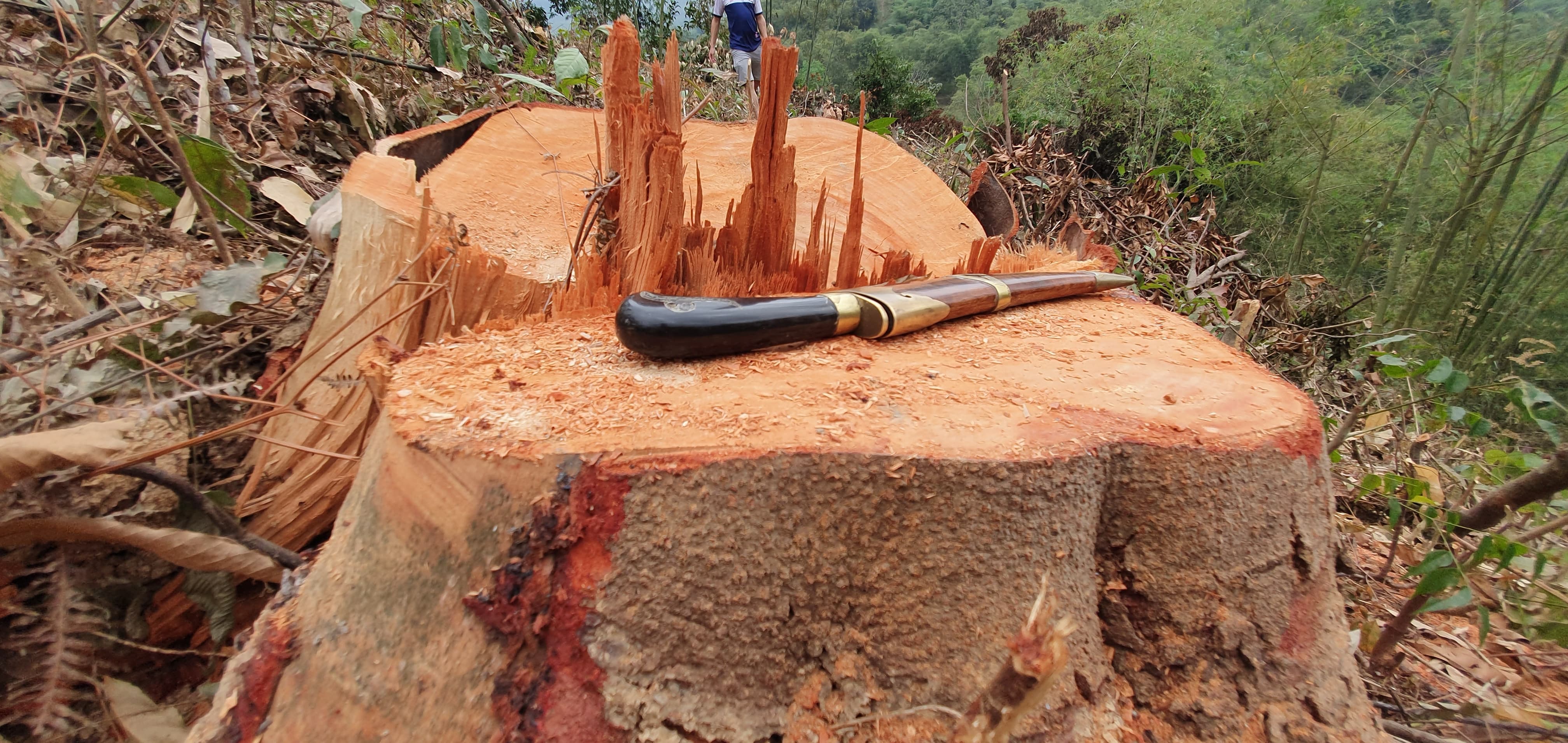 Hạt kiểm lâm Bá Thước (Thanh Hóa): Báo cáo “sót” 16 cây gỗ bị chặt hạ trái phép? 1