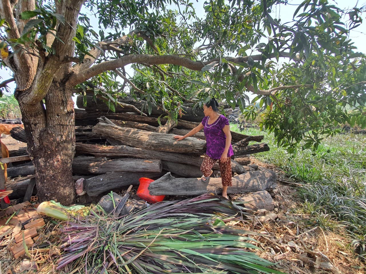 Bà Phùng Thị Hương bức xúc vì gần chục năm nay gỗ tập kết trong vườn khiến gia đình không có đất canh tác