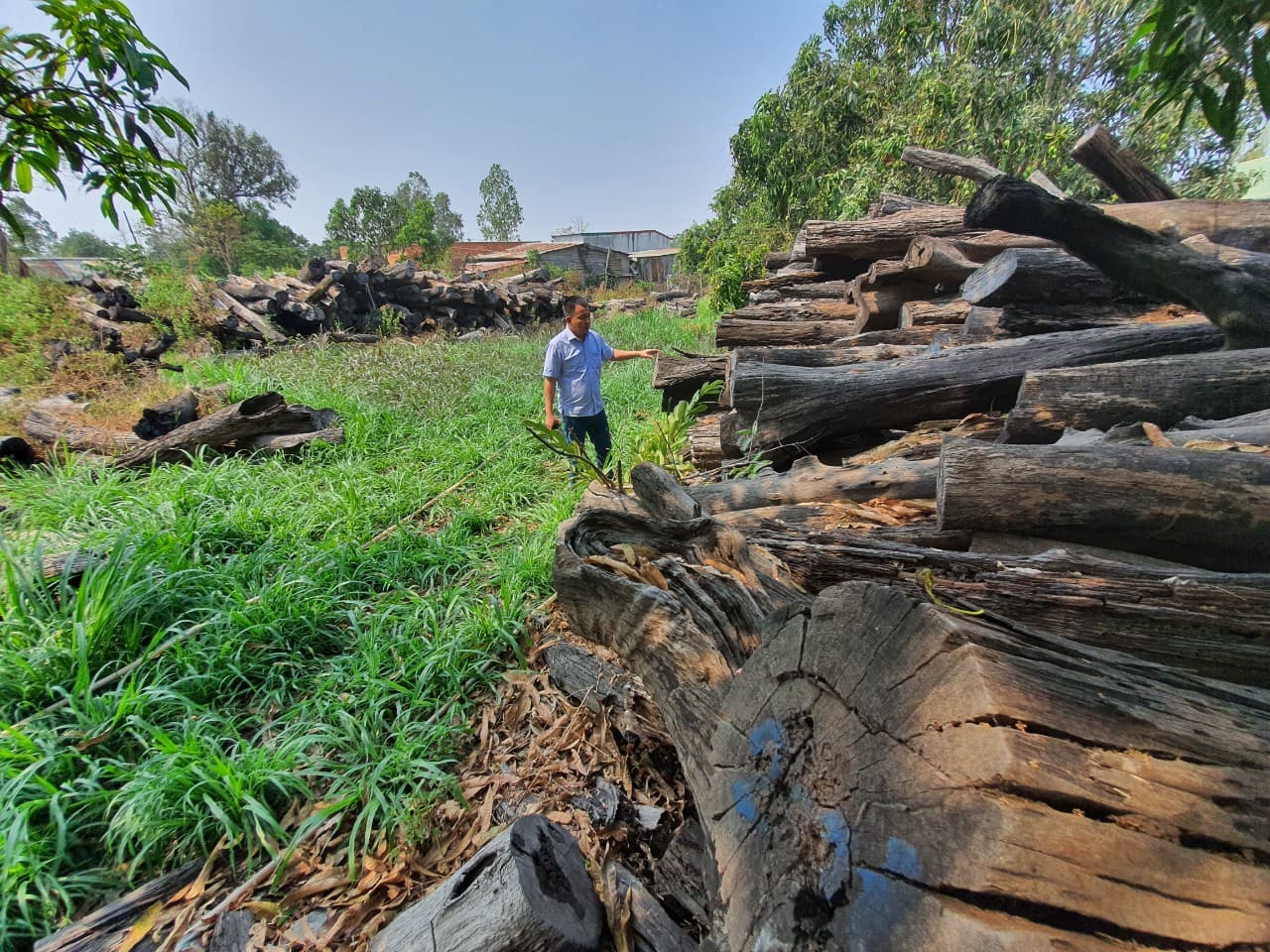 Hơn 1.000 m3 gỗ trị giá hàng tỷ đồng được trục vớt từ hồ Ea Súp Hạ, huyện Ea Súp (Đăk Lăk) nay trở thành đống gỗ mục nát bán chẳng ai mua