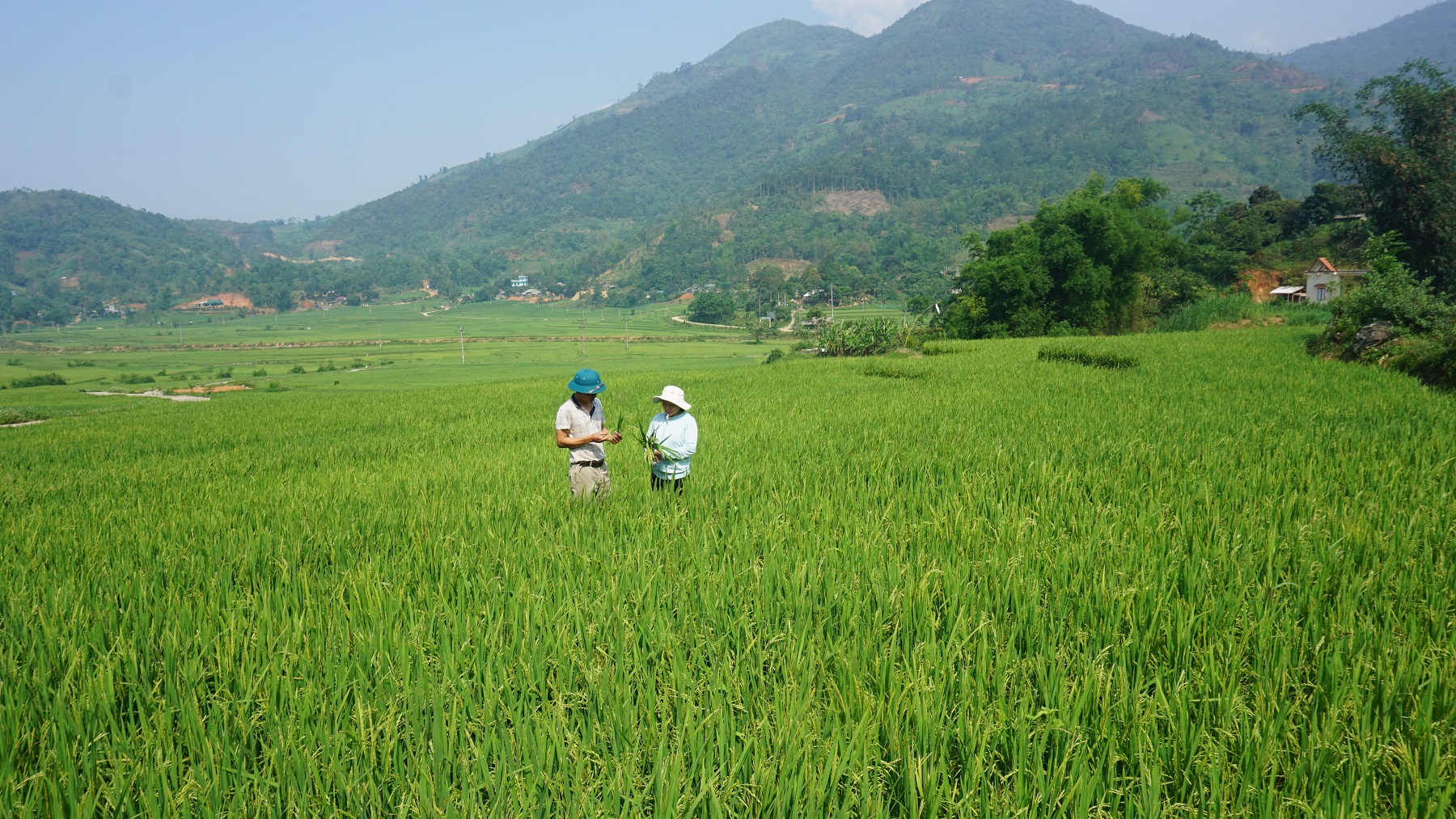 Toàn huyện Bát Xát có hơn 200 ha lúa Séng Cù nguy cơ mất trắng