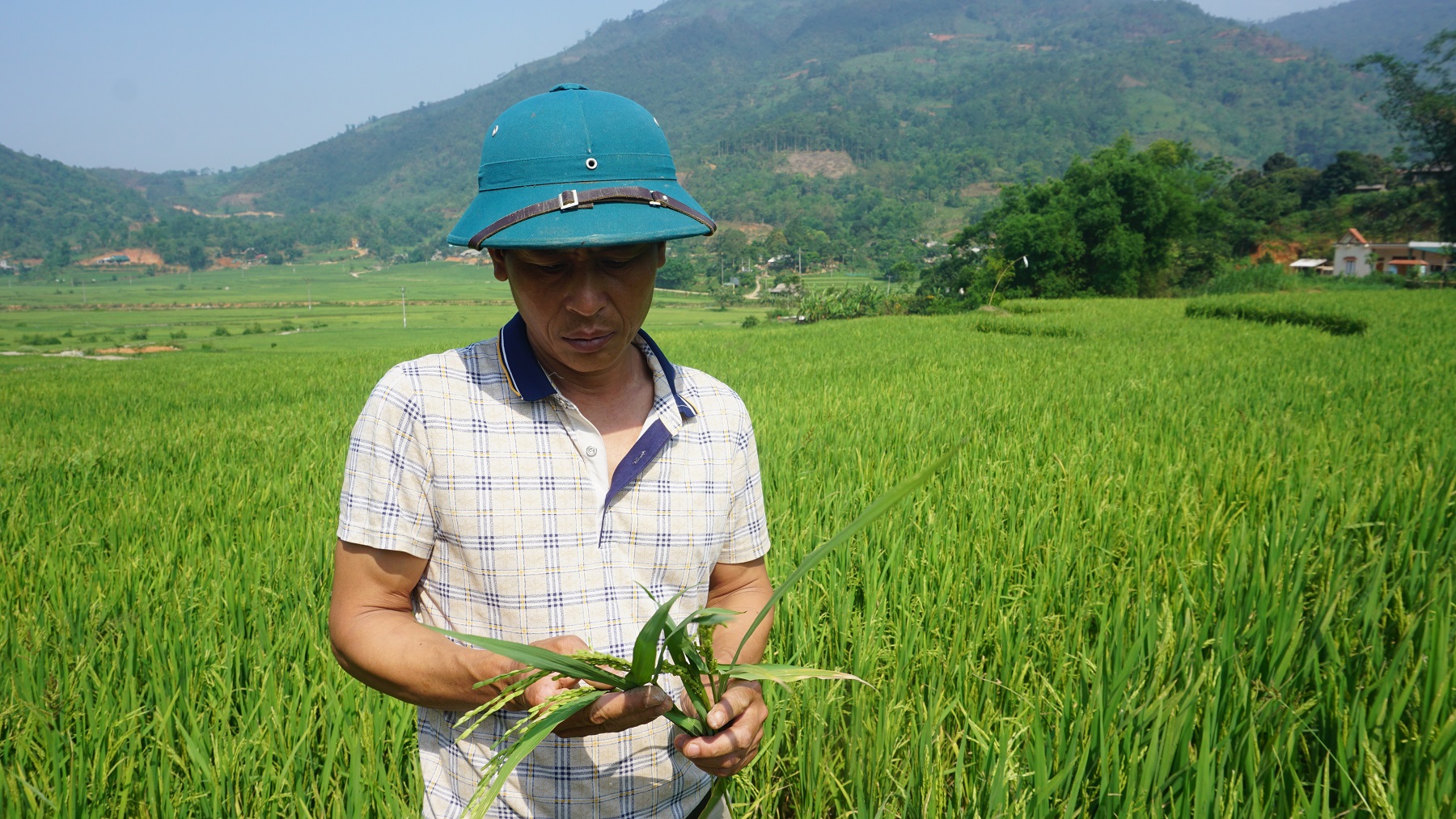 Diện tích lúa của gia đình Anh Trần Văn Dũng, thôn Lâm Tiến, xã Mường Vi, Bát Xát không còn khả năng cho thu hoạch