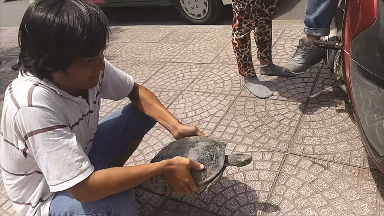 Cá thể rùa quý bán công khai trên đường tại TP. Hồ Chí Minh