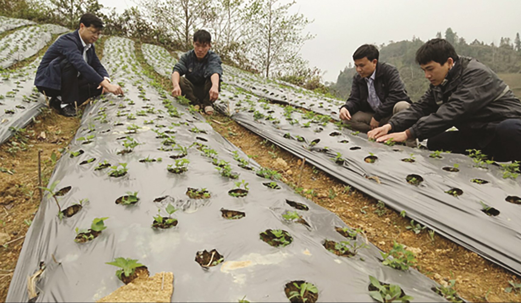 Lãnh đạo huyện Bắc Hà kiểm tra diện tích trồng dược liệu tại xã Lùng Cải