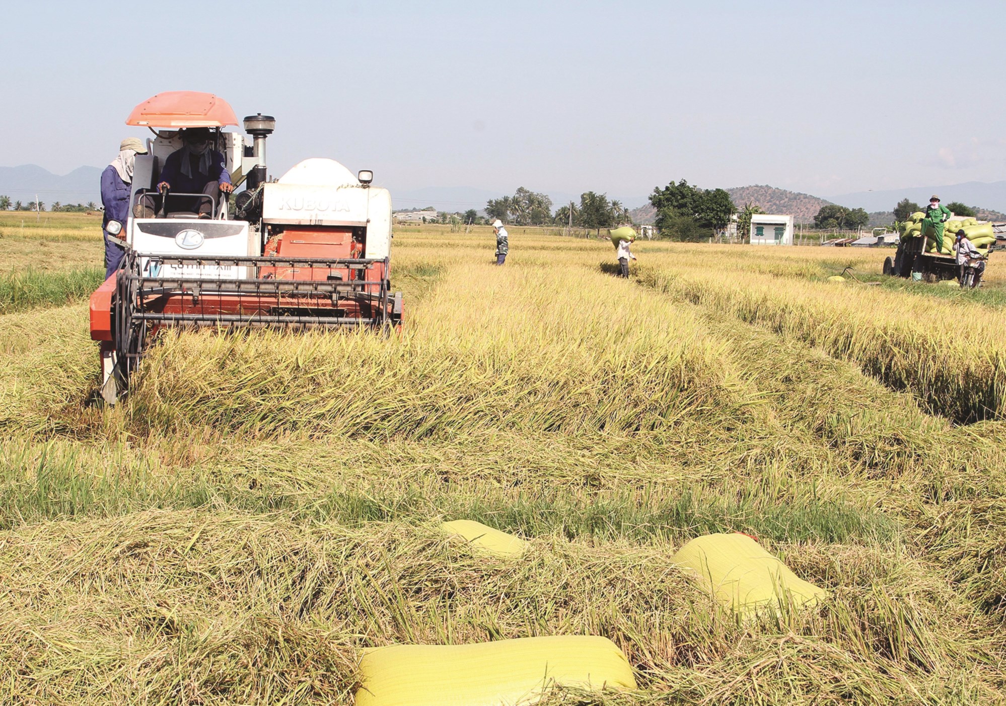 Nông dân xã Xuân Hải thu hoạch lúa vụ mùa 2019 trên cánh đồng thôn Thành Sơn đạt năng suất cao.