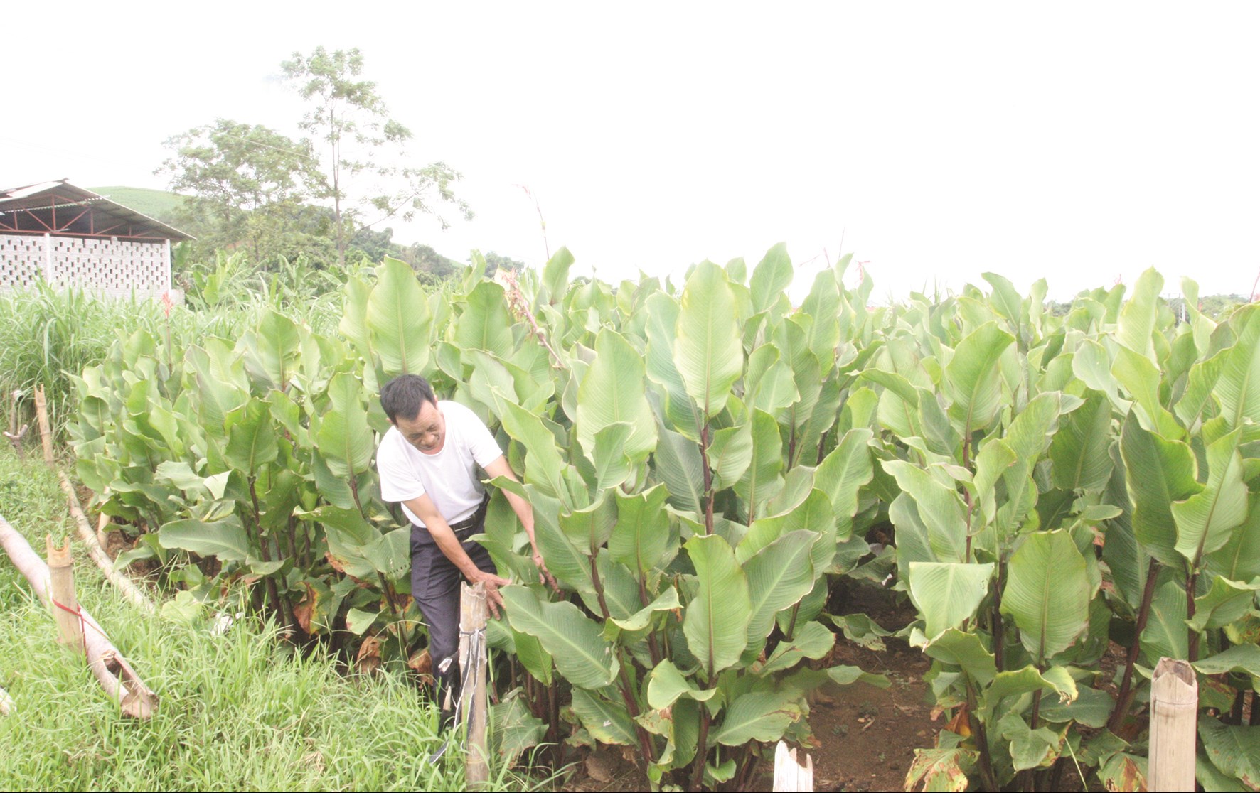 Người dân xã Minh Quang phát triển vùng trồng cây dong riềng để làm miến