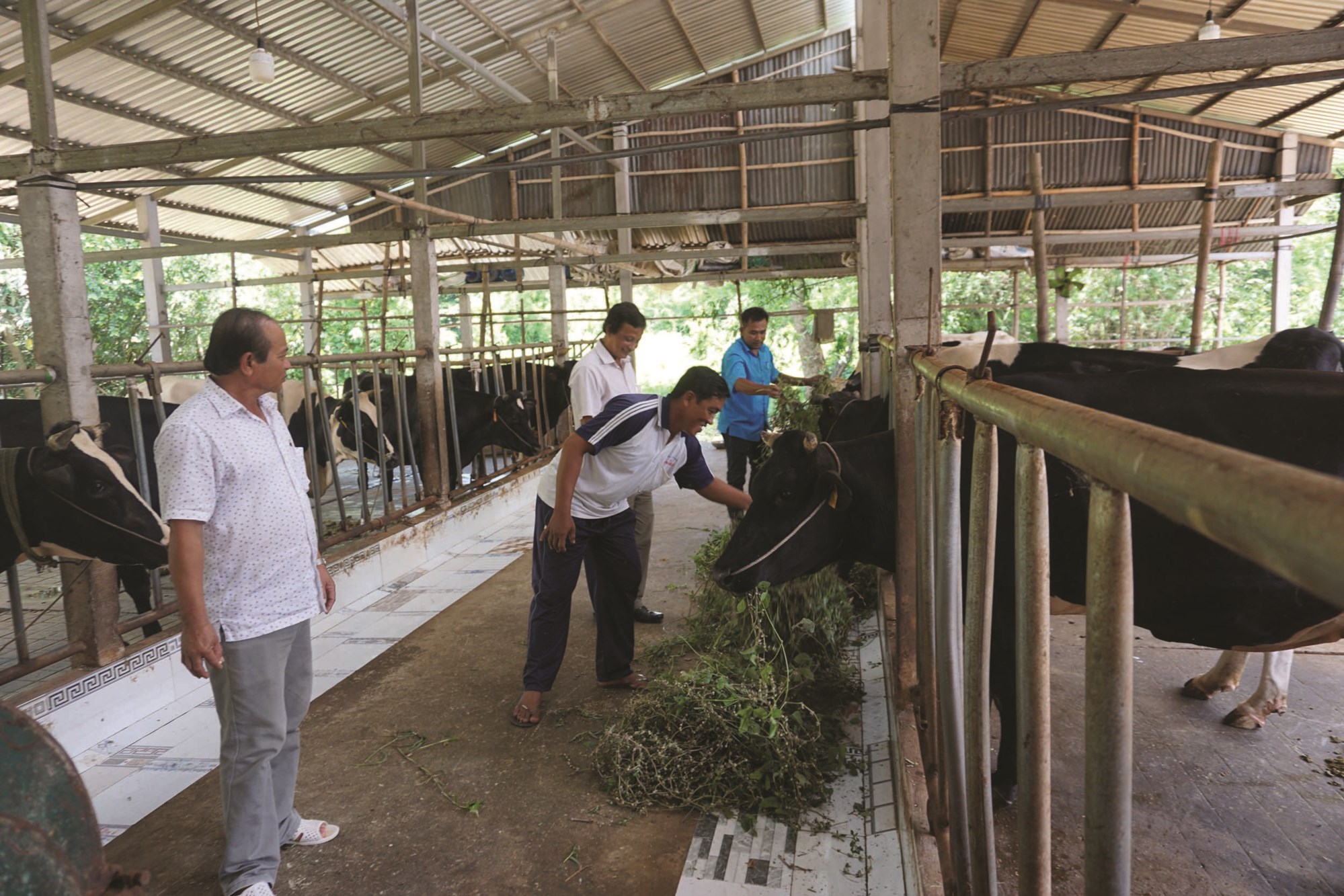 Nhiều mô hình kinh tế gia đình được triển khai hiệu quả, góp phần hoàn thành tốt chỉ tiêu giảm nghèo trong nhiệm kỳ Đại hội. (Trong ảnh: Mô hình nuôi bò sữa của đồng bào Khmer xã Tham Đôn đã giúp nhiều hộ gia đình giảm nghèo).