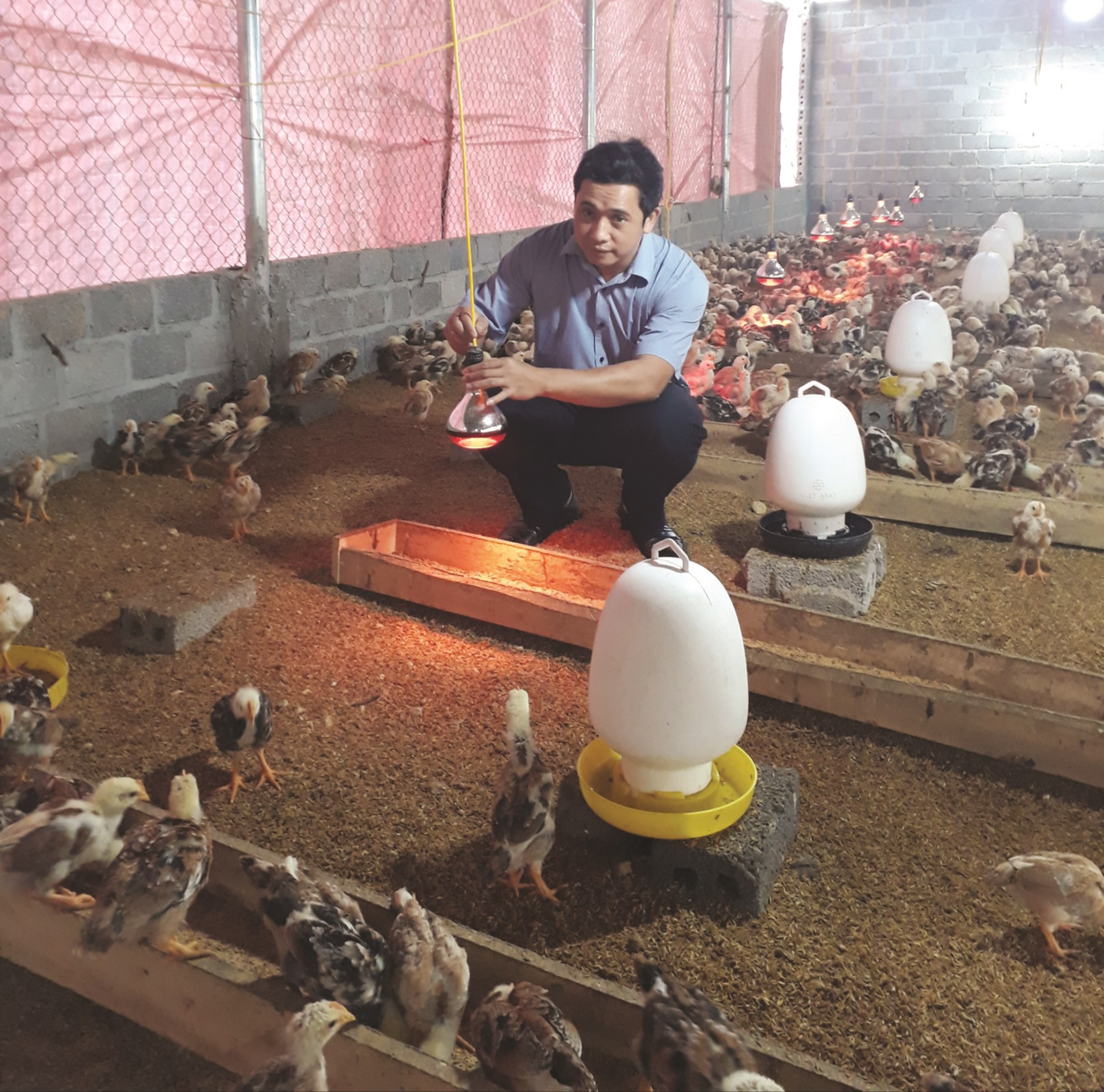 Mô hình trang trại gà của anh Lê Đình Huấn trở thành nơi để bà con học hỏi và mạnh dạn thực hiện. (trong ảnh anh Huấn đang chăm sóc đàn gà).