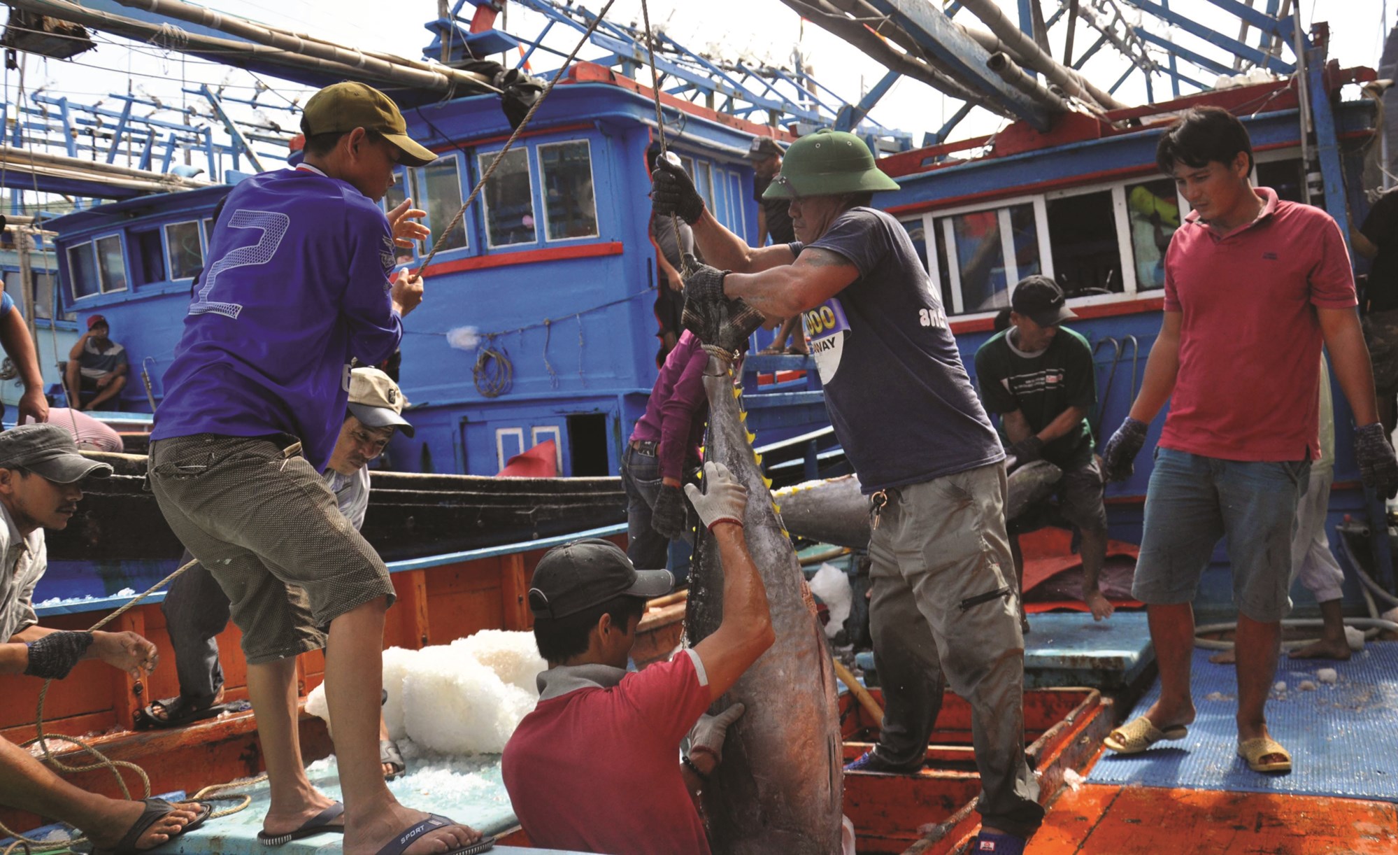 Ngư dân Khánh Hòa chấp hành không khai thác thủy sản bất hợp pháp.