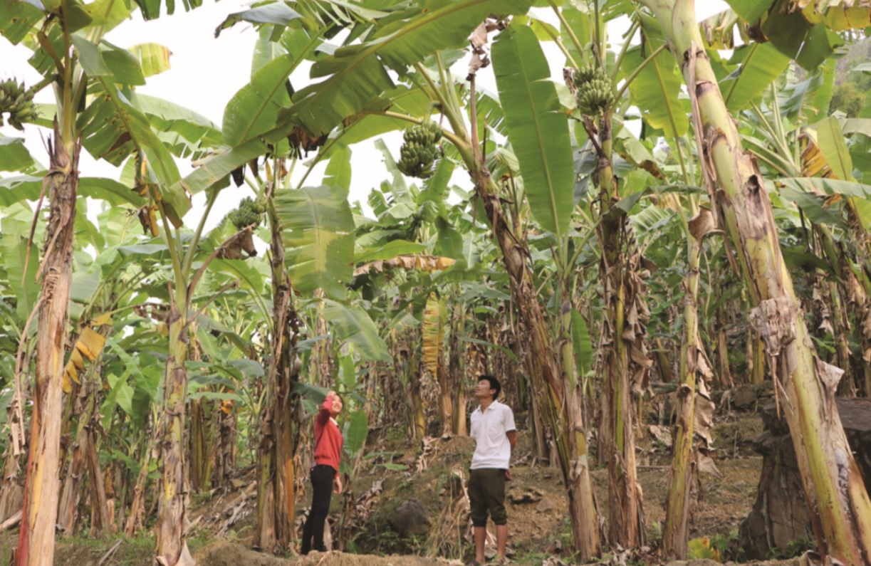 Toàn huyện Phong Thổ hiện có trên 3.000ha chuối đang cho thu hoạch