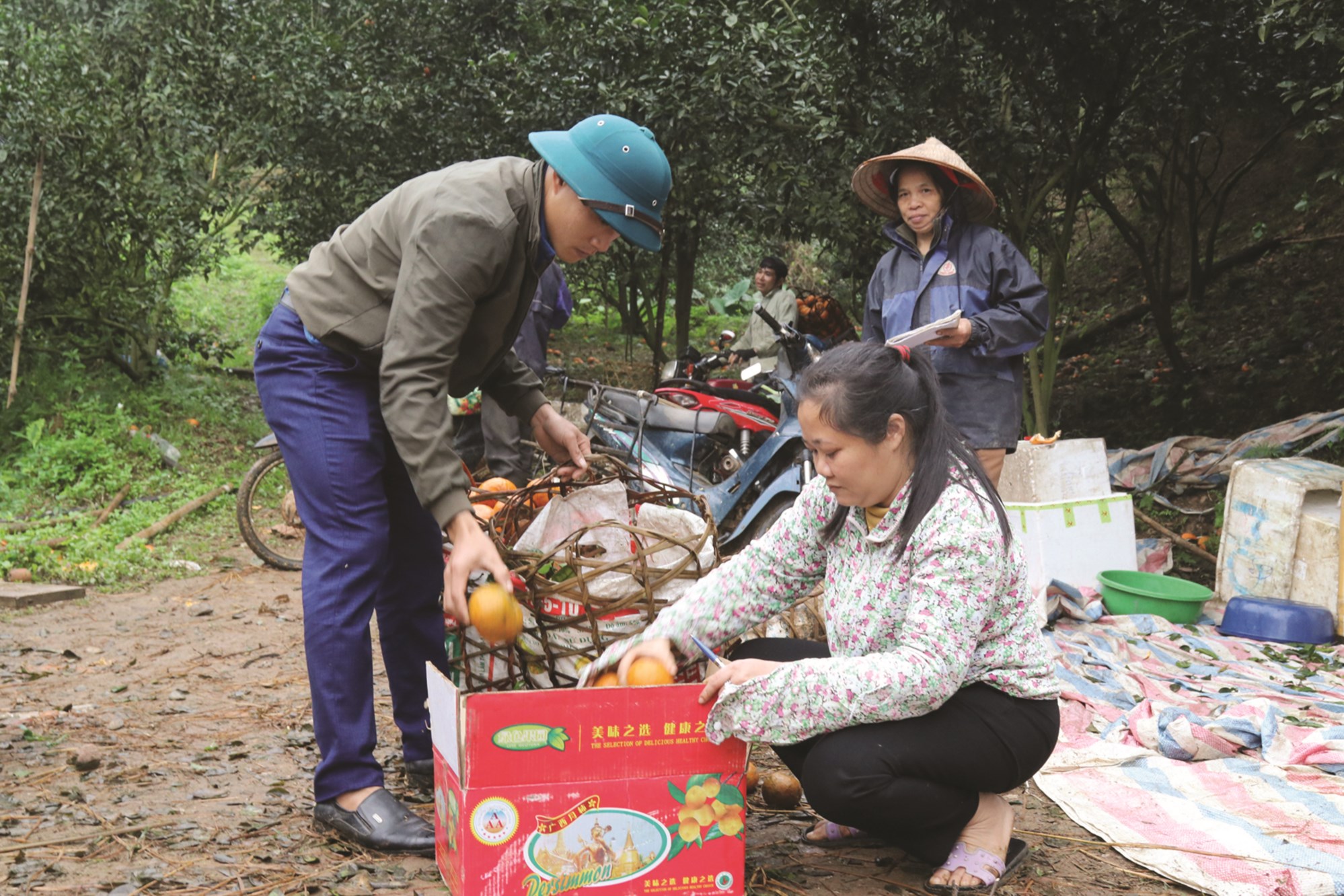 Anh Trương Văn Ninh, người trồng cam thu hoạch những trái cam trong vườn đồi còn sót lại.