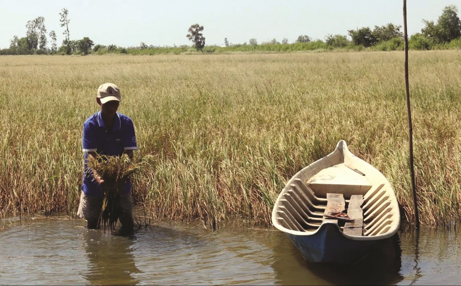  Hạn hán, xâm nhập mặn ở Đồng bằng sông Cửu Long đã gây thiệt hại nặng nề cho sản xuất nông nghiệp. Ảnh: Internet