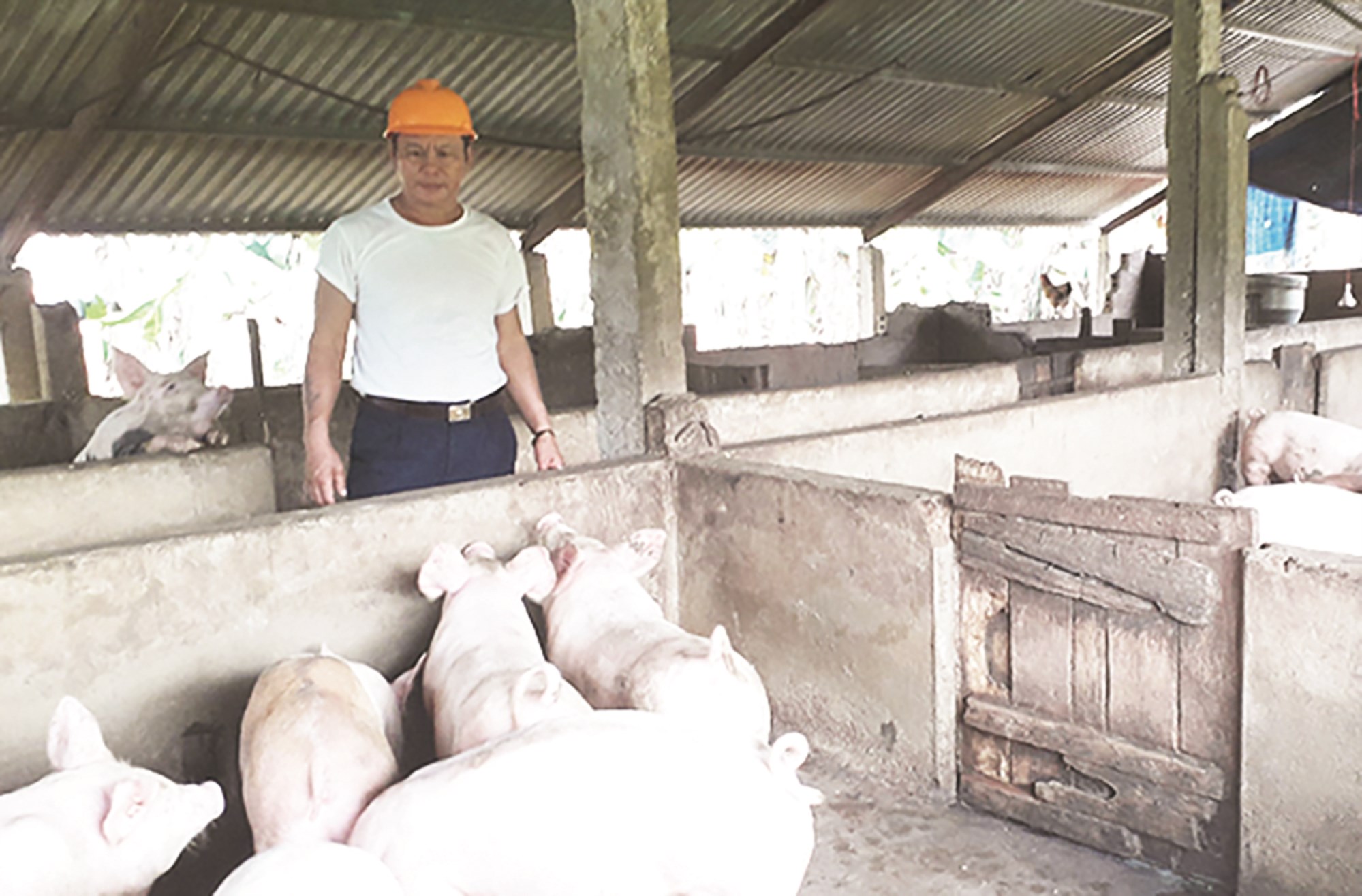 Mô hình chăn nuôi tổng hợp của gia đình anh Hà Văn Thú tạo công ăn việc làm cho nhiều lao động địa phương.