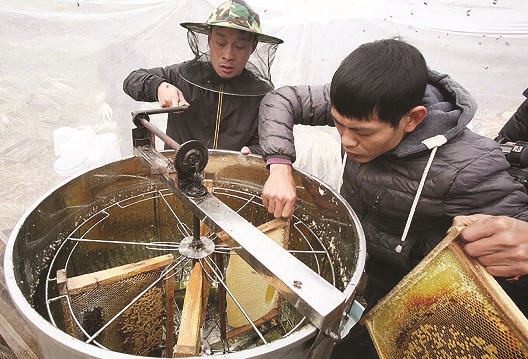 Ứng dụng khoa học công nghệ vào thu hoạch mật ong. (Trong ảnh: Thành viên HTX Tuấn Dũng sử dụng máy hạ thủy phần để tách mật ong).