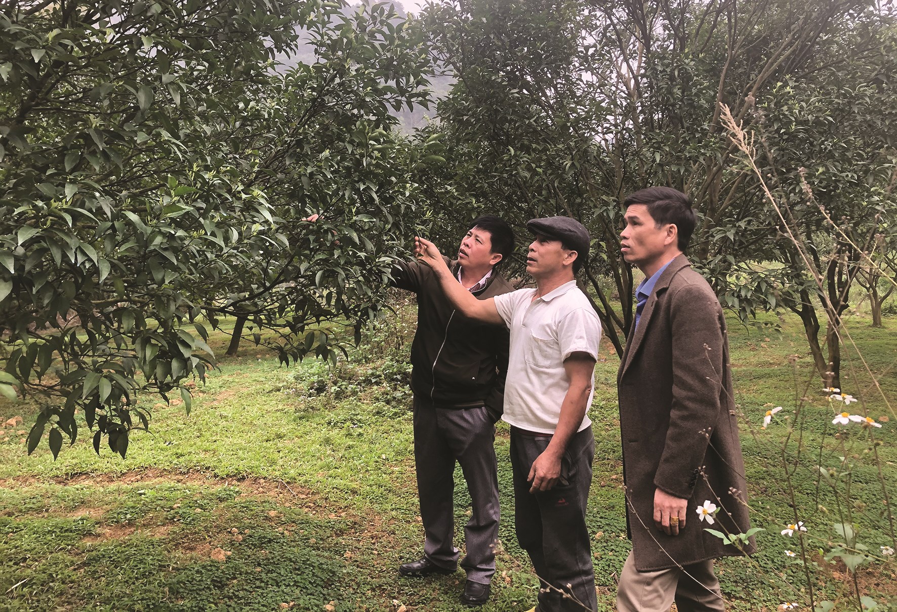 Cán bộ nông nghiệp huyện Trà Lĩnh kiểm tra vườn quýt tại gia đình anh Hoàng Văn Phương, xóm Vững Bền, xã Quang Hán