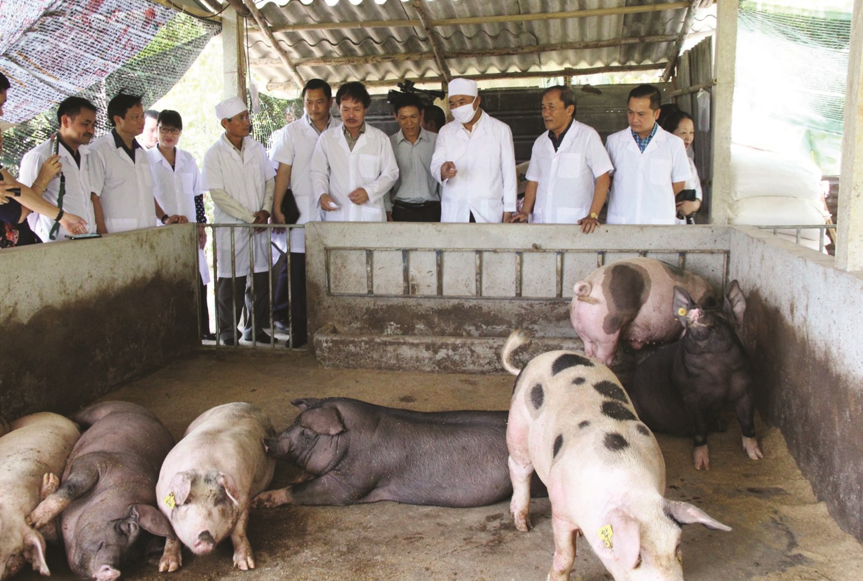 Tổng đàn lợn nái tăng là điều kiện thuận lợi cho sản xuất con giống.
