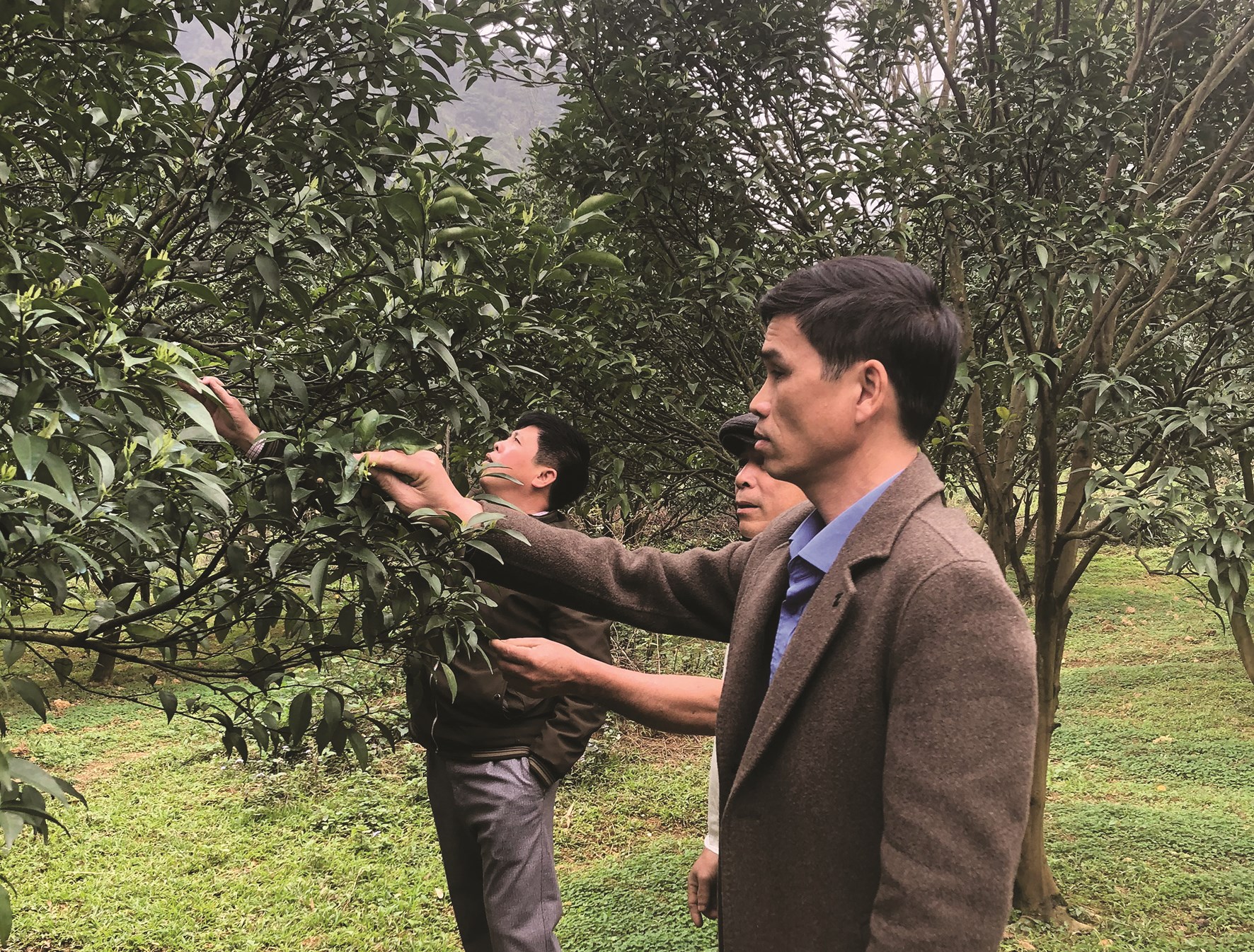 Anh Đàm Văn Thành (đầu tiên, bên phải) hướng dẫn người dân xã Quang Hán, huyện Trùng Khánh kỹ thuật chăm sóc cây quýt.