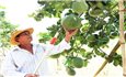 Vùng đồng bào DTTS tỉnh Ninh Thuận vươn mình phát triển