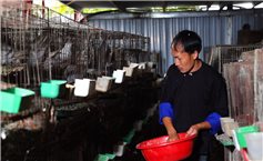 Cầu nối ý Đảng - lòng dân dưới chân Hoàng Liên