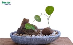 Củ bình vôi - Vị thuốc quý từ thiên nhiên