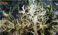 Kiếm tiền triệu từ loại “rau dại”
