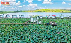 Mùa sen hồng bên miệng núi lửa Ia Băng