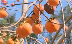 Rực rỡ sắc vàng hồng chín trên cao nguyên Mộc Châu