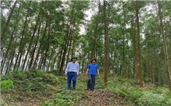 Tuyên Quang: Hướng tới mục tiêu trở thành trung tâm chế biến gỗ rừng trồng