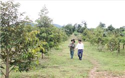 Những đảng viên lan tỏa phong trào sản xuất giỏi trong vùng đồng bào DTTS xã Ya Ly