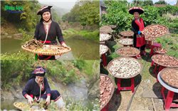 Học vấn - Con đường phát triển bền vững của người Dao: Khi trí thức Dao nhập thế, giúp đời (Bài 4)