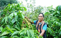 Người giúp đồng bào Gia Rai "khai sáng" với cây cà phê