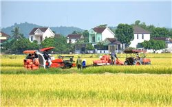 Xác định hướng phát triển bền vững cho nông sản xứ Nghệ