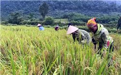 Đại hội XIV của Đảng: Đồng bào Rục với hành trình xây dựng cuộc sống mới