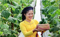 Khi cây dưa leo "bén rễ" trên đất Tày cổ Nghĩa Đô