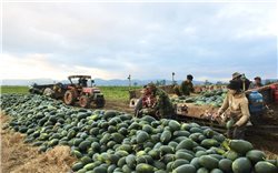 Đón Tết bên ruộng dưa, nông dân Gia Lai mong hái quả ngọt