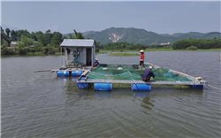 Hộ đồng bào DTTS A Lưới tìm hướng thoát nghèo từ nuôi cá lồng trên sông giáp biên