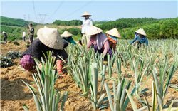 Thí điểm mô hình trồng dứa giúp đồng bào Hrê ở Sơn Hạ phát triển kinh tế